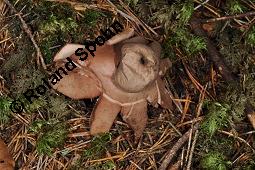 Rotbrauner Erdstern, Rötender Erdstern, Geastrum rufescens, Geastrum vulgatum, Geastrum rufescens, Geastrum vulgatum, Rotbrauner Erdstern, Rötender Erdstern, Basidiomyceten, Fruchtkörper Kauf von 07196_geastrum_rufescens_dsc_7721.jpg