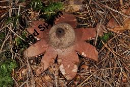 Rotbrauner Erdstern, Rötender Erdstern, Geastrum rufescens, Geastrum vulgatum, Geastrum rufescens, Geastrum vulgatum, Rotbrauner Erdstern, Rötender Erdstern, Basidiomyceten, Fruchtkörper Kauf von 07196_geastrum_rufescens_dsc_7722.jpg