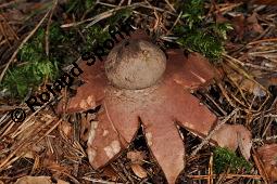 Rotbrauner Erdstern, Rötender Erdstern, Geastrum rufescens, Geastrum vulgatum, Geastrum rufescens, Geastrum vulgatum, Rotbrauner Erdstern, Rötender Erdstern, Basidiomyceten, Fruchtkörper Kauf von 07196_geastrum_rufescens_dsc_7723.jpg
