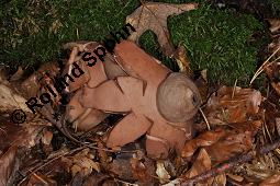 Rotbrauner Erdstern, Rötender Erdstern, Geastrum rufescens, Geastrum vulgatum, Geastrum rufescens, Geastrum vulgatum, Rotbrauner Erdstern, Rötender Erdstern, Basidiomyceten, Fruchtkörper Kauf von 07196_geastrum_rufescens_dsc_7724.jpg