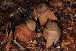 Rotbrauner Erdstern, Rötender Erdstern, Geastrum rufescens, Geastrum vulgatum, Geastrum rufescens, Geastrum vulgatum, Rotbrauner Erdstern, Rötender Erdstern, Basidiomyceten, Fruchtkörper Kauf von 07196_geastrum_rufescens_dsc_7725.jpg