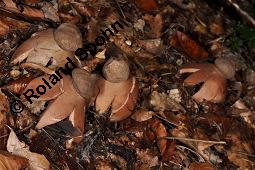Rotbrauner Erdstern, Rötender Erdstern, Geastrum rufescens, Geastrum vulgatum, Geastrum rufescens, Geastrum vulgatum, Rotbrauner Erdstern, Rötender Erdstern, Basidiomyceten, Fruchtkörper Kauf von 07196_geastrum_rufescens_dsc_7726.jpg