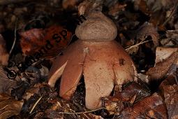 Rotbrauner Erdstern, Rötender Erdstern, Geastrum rufescens, Geastrum vulgatum, Geastrum rufescens, Geastrum vulgatum, Rotbrauner Erdstern, Rötender Erdstern, Basidiomyceten, Fruchtkörper Kauf von 07196_geastrum_rufescens_dsc_7727.jpg