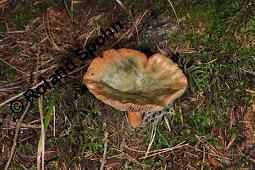 Bitterer Milchling, Fichten-Reizker, Fichten-Blut-Reizker, Lactarius deterrimus, Lactarius deterrimus, Bitterer Milchling, Fichten-Reizker, Fichten-Blut-Reizker, Basidiomyceten, Fruchtkörper Kauf von 07198_lactarius_deterrimus_dsc_7755.jpg