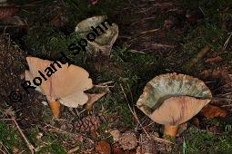 Bitterer Milchling, Fichten-Reizker, Fichten-Blut-Reizker, Lactarius deterrimus, Lactarius deterrimus, Bitterer Milchling, Fichten-Reizker, Fichten-Blut-Reizker, Basidiomyceten, Fruchtkörper Kauf von 07198_lactarius_deterrimus_dsc_7756.jpg