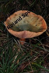 Bitterer Milchling, Fichten-Reizker, Fichten-Blut-Reizker, Lactarius deterrimus, Lactarius deterrimus, Bitterer Milchling, Fichten-Reizker, Fichten-Blut-Reizker, Basidiomyceten, Fruchtkörper Kauf von 07198_lactarius_deterrimus_dsc_7757.jpg