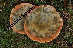 Bitterer Milchling, Fichten-Reizker, Fichten-Blut-Reizker, Lactarius deterrimus, Lactarius deterrimus, Bitterer Milchling, Fichten-Reizker, Fichten-Blut-Reizker, Basidiomyceten, Fruchtkörper Kauf von 07198_lactarius_deterrimus_dsc_7758.jpg