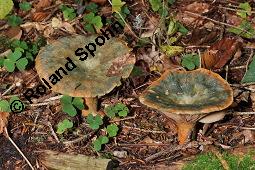 Bitterer Milchling, Fichten-Reizker, Fichten-Blut-Reizker, Lactarius deterrimus, Lactarius deterrimus, Bitterer Milchling, Fichten-Reizker, Fichten-Blut-Reizker, Basidiomyceten, Fruchtkörper Kauf von 07198_lactarius_deterrimus_dsc_7807.jpg