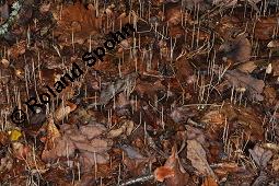 Binsenartige Keule, Macrotyphula juncea, Clavariadelphus junceus, Macrotyphula juncea, Clavariadelphus junceus, Binsenartige Keule, Basidiomyceten, Fruchtkörper Kauf von 07199_macrotyphula_juncea_dsc_7778.jpg