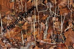 Binsenartige Keule, Macrotyphula juncea, Clavariadelphus junceus, Macrotyphula juncea, Clavariadelphus junceus, Binsenartige Keule, Basidiomyceten, Fruchtkörper Kauf von 07199_macrotyphula_juncea_dsc_7779.jpg