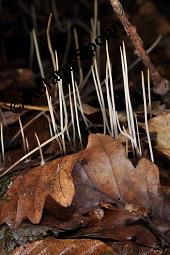 Binsenartige Keule, Macrotyphula juncea, Clavariadelphus junceus, Macrotyphula juncea, Clavariadelphus junceus, Binsenartige Keule, Basidiomyceten, Fruchtkörper Kauf von 07199_macrotyphula_juncea_dsc_7780.jpg