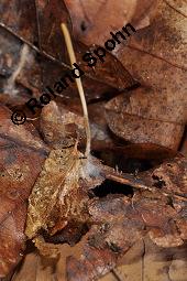 Binsenartige Keule, Macrotyphula juncea, Clavariadelphus junceus, Macrotyphula juncea, Clavariadelphus junceus, Binsenartige Keule, Basidiomyceten, Fruchtkörper Kauf von 07199_macrotyphula_juncea_dsc_7782.jpg