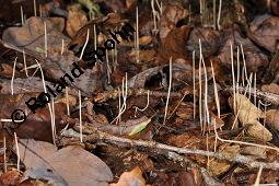 Binsenartige Keule, Macrotyphula juncea, Clavariadelphus junceus, Macrotyphula juncea, Clavariadelphus junceus, Binsenartige Keule, Basidiomyceten, Fruchtkörper Kauf von 07199_macrotyphula_juncea_dsc_7783.jpg