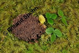 Stinkende Lederkoralle, Stinkender Warzenpilz, Stinkender Erdwarzenpilz, Stink-Lederkoralle, Thelephora palmata, Thelephora palmata, Stinkende Lederkoralle, Stinkender Warzenpilz, Stinkender Erdwarzenpilz, Stink-Lederkoralle, Basidiomyceten, Fruchtkörper, wächst zwischen Rotstängelmoos, Pleurozium schreberi Kauf von 07201_thelephora_palmata_dsc_7819.jpg