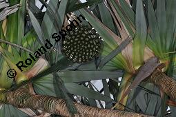 Spiraliger Schraubenbaum, Pandanus spiralis, Pandanus spiralis, Spiraliger Schraubenbaum, Pandanaceae, fruchtend Kauf von 07204_pandanus_spiralis_dsc_7874.jpg