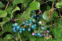 Ussuri-Scheinrebe, Ampelopsis brevipedunculata, Ampelopsis brevipedunculata, Ussuri-Scheinrebe, Vitaceae, fruchtend Kauf von 07205_ampelopsis_brevipedunculata_dsc_7953.jpg