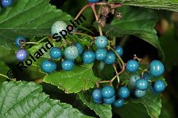 Ussuri-Scheinrebe, Ampelopsis brevipedunculata, Ampelopsis brevipedunculata, Ussuri-Scheinrebe, Vitaceae, fruchtend Kauf von 07205_ampelopsis_brevipedunculata_dsc_7954.jpg