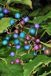 Ussuri-Scheinrebe, Ampelopsis brevipedunculata, Ampelopsis brevipedunculata, Ussuri-Scheinrebe, Vitaceae, fruchtend Kauf von 07205_ampelopsis_brevipedunculata_dsc_7955.jpg