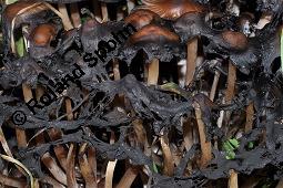 Tintling, Coprinus sp., Coprinus sp., Tintling, Basidiomyceten, Fruchtkörper, mit zerflossenen Hüten Kauf von 07207_coprinus_sp_dsc_8031.jpg