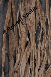 Gampi, Wikstroemia sikokiana, Wikstroemia sikokiana, Gampi, Thymelaeaceae, Gampibast, Rohfaser Kauf von 07208_wikstroemia_sikokiana_dsc_8049.jpg