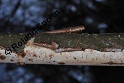 Rindensprenger, Vuilleminia comedens, Vuilleminia comedens, Rindensprenger, Basidiomyceten, Fruchtkörper, an abgestorbenem Ast von Corylus avellana, Hasel Kauf von 07214_vuilleminia_comedens_dsc_8290.jpg