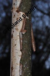 Rindensprenger, Vuilleminia comedens, Vuilleminia comedens, Rindensprenger, Basidiomyceten, Fruchtkörper, an abgestorbenem Ast von Corylus avellana, Hasel Kauf von 07214_vuilleminia_comedens_dsc_8291.jpg