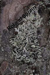 Blasenflechte, Hypogymnia physodes, Hypogymnia physodes, Blasenflechte, Flechten, Thallus, auf Larix decidua, Europäische Lärche Kauf von 07215_hypogymnia_physodes_dsc_8384.jpg