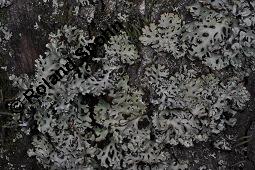 Blasenflechte, Hypogymnia physodes, Hypogymnia physodes, Blasenflechte, Flechten, Thallus, auf Larix decidua, Europäische Lärche Kauf von 07215_hypogymnia_physodes_dsc_8385.jpg