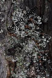 Blasenflechte, Hypogymnia physodes, Hypogymnia physodes, Blasenflechte, Flechten, Thallus, auf Larix decidua, Europäische Lärche Kauf von 07215_hypogymnia_physodes_dsc_8386.jpg