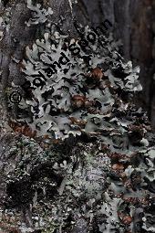 Blasenflechte, Hypogymnia physodes, Hypogymnia physodes, Blasenflechte, Flechten, Thallus, auf Larix decidua, Europäische Lärche Kauf von 07215_hypogymnia_physodes_dsc_8387.jpg