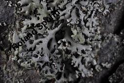 Blasenflechte, Hypogymnia physodes, Hypogymnia physodes, Blasenflechte, Flechten, Thallus, auf Larix decidua, Europäische Lärche Kauf von 07215_hypogymnia_physodes_dsc_8388.jpg