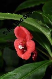 Springkraut, Impatiens eriosperma, Impatiens eriosperma, Springkraut, Balsaminaceae, Blühend Kauf von 07217_impatiens_eriosperma_dsc_8394.jpg