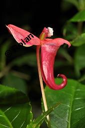 Springkraut, Impatiens eriosperma, Impatiens eriosperma, Springkraut, Balsaminaceae, Blühend Kauf von 07217_impatiens_eriosperma_dsc_8396.jpg