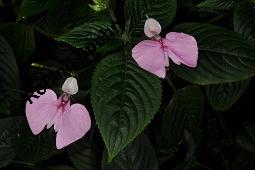 Stuhlmanns Springkraut, Impatiens stuhlmannii, Impatiens stuhlmannii, Stuhlmanns Springkraut, Balsaminaceae, Blühend Kauf von 07218_impatiens_stuhlmannii_dsc_8398.jpg