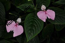 Stuhlmanns Springkraut, Impatiens stuhlmannii, Impatiens stuhlmannii, Stuhlmanns Springkraut, Balsaminaceae, Blühend Kauf von 07218_impatiens_stuhlmannii_dsc_8399.jpg