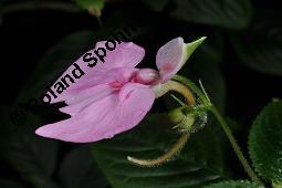 Stuhlmanns Springkraut, Impatiens stuhlmannii, Impatiens stuhlmannii, Stuhlmanns Springkraut, Balsaminaceae, Blühend Kauf von 07218_impatiens_stuhlmannii_dsc_8401.jpg