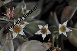 Punktierte Felsenrose, Graptopetalum paraguayense, Graptopetalum weinbergii, Graptopetalum paraguayense, Graptopetalum weinbergii, Punktierte Felsenrose, Crassulaceae, Blühend Kauf von 07219_graptopetalum_paraguayense_dsc_8410.jpg