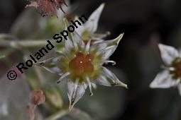 Punktierte Felsenrose, Graptopetalum paraguayense, Graptopetalum weinbergii, Graptopetalum paraguayense, Graptopetalum weinbergii, Punktierte Felsenrose, Crassulaceae, Blühend Kauf von 07219_graptopetalum_paraguayense_dsc_8411.jpg