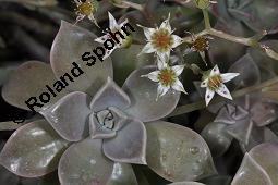 Punktierte Felsenrose, Graptopetalum paraguayense, Graptopetalum weinbergii, Graptopetalum paraguayense, Graptopetalum weinbergii, Punktierte Felsenrose, Crassulaceae, Blühend Kauf von 07219_graptopetalum_paraguayense_dsc_8412.jpg