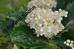 Englische Mehlbeere, Sorbus anglica, Sorbus anglica, Englische Mehlbeere, Rosaceae, Blühend Kauf von 07224_sorbus_anglica_dsc_0802.jpg