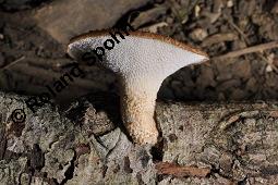 Stielporling, Polyporus sp., Polyporus sp., Stielporling, Basidiomyceten, Fruchtkörper Kauf von 07232_polyporus_sp_dsc_3610.jpg