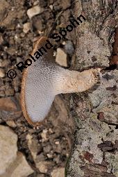 Stielporling, Polyporus sp., Polyporus sp., Stielporling, Basidiomyceten, Fruchtkörper Kauf von 07232_polyporus_sp_dsc_3613.jpg