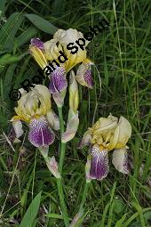 Trübgelbe Schwertlilie, Iris x squalens, Iris squalens, Iris x squalens, Iris squalens, Trübgelbe Schwertlilie, Iridaceae, Blühend Kauf von 07233_iris_squalens_dsc_1395.jpg