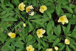 Leipziger Buschwindröschen, Anemone x lipsiensis, Anemone lipsiensis, Anemone x lipsiensis, Anemone lipsiensis, Leipziger Buschwindröschen, Ranunculaceae, Blühend Kauf von 07239_anemone_lipsiensis_dsc_8887.jpg