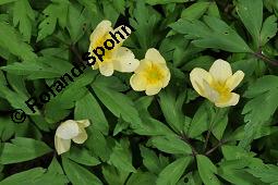 Leipziger Buschwindröschen, Anemone x lipsiensis, Anemone lipsiensis, Anemone x lipsiensis, Anemone lipsiensis, Leipziger Buschwindröschen, Ranunculaceae, Blühend Kauf von 07239_anemone_lipsiensis_dsc_8888.jpg