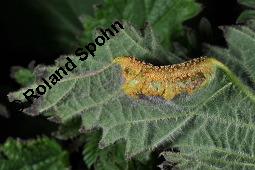 Brennnessel-Rostpilz Puccinia urticata, Puccinia urticata, Brennnessel-Rostpilz, Basidiomyceten, Pilzbefall, auf Urtica dioica, Große Brennnessel Kauf von 07242_puccinia_urticata_dsc_0715.jpg