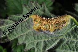 Brennnessel-Rostpilz Puccinia urticata, Puccinia urticata, Brennnessel-Rostpilz, Basidiomyceten, Pilzbefall, auf Urtica dioica, Große Brennnessel Kauf von 07242_puccinia_urticata_dsc_0716.jpg