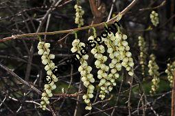 Chinesischer Perlschweif, Stachyurus chinensis, Stachyuraceae, Stachyurus chinensis, Chinesischer Perlschweif, Blühend Kauf von 07246_stachyurus_chinensis_dsc_2077.jpg