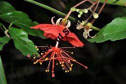 Hibiscus grandidieri var. greveanus, Malvaceae, Hibiscus grandidieri var. greveanus, Hibiskus, Blühend Kauf von 07249_hibiscus_grandidieri_greveanus_dsc_2095.jpg