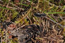 Ohrlöffel-Stacheling, Ohrlöffelpilz, Ohrlöffelstacheling, Auriscalpium vulgare, Auriscalpium vulgare, Ohrlöffel-Stacheling, Ohrlöffelpilz, Ohrlöffelstacheling, Basidiomyceten, Fruchtkörper, auf Zapfen von Pinus sylvestris, Wald-Kiefer Kauf von 07279_auriscalpium_vulgare_dsc_1896.jpg
